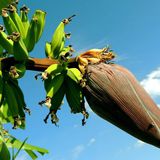 有機栽培のバナナと普通のとどこが違う？ おすすめの販売元もご紹介！